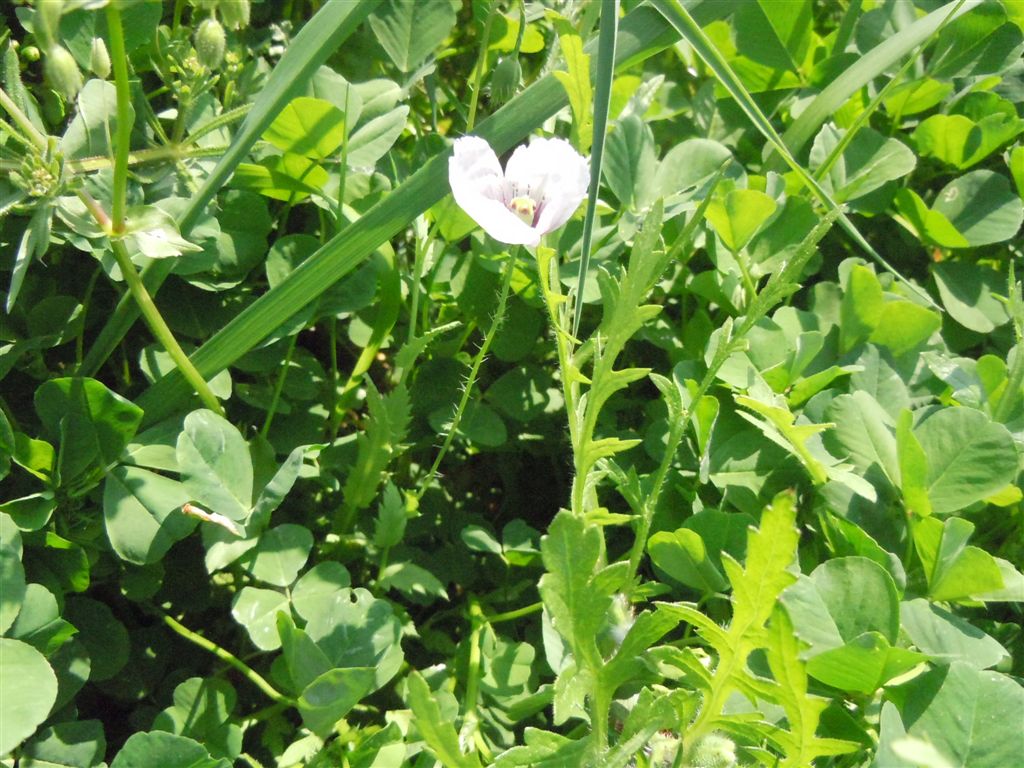 Papaver setigerum